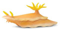 Safari Ltd. Nudibranch