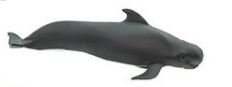 Safari Ltd. Pilot Whale