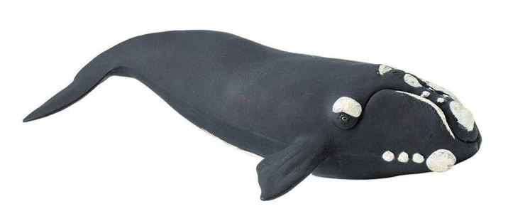Safari Ltd. Right Whale