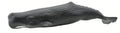 Safari Ltd. Sperm Whale